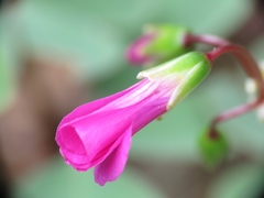 Oxalis