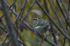 Phylloscopus proregulus