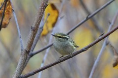 Phylloscopus proregulus