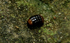 Arthrosphaera