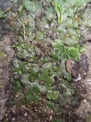 Marchantia polymorpha ruderalis