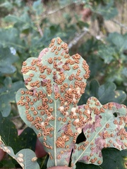 Neuroterus numismalis