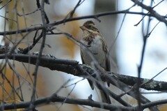 Emberiza rustica