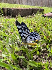 Dysphania transducta