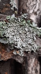 Parmelioideae