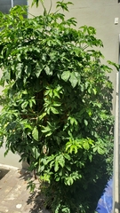 Syngonium