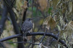 Turdus atrogularis