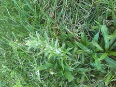 Omalotheca sylvatica