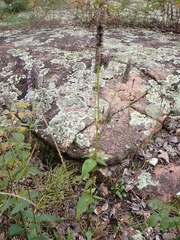 Agastache foeniculum