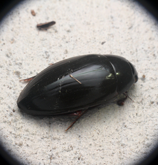 Hydrophilus insularis