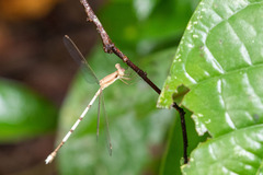 Lestes nodalis