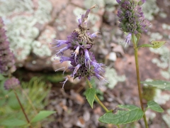 Agastache foeniculum