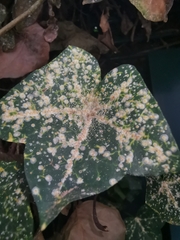 Aspidiotus hedericola