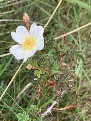 Rosa spinosissima