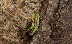 Spathosternum prasiniferum