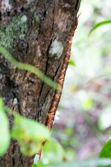 Scolopendra
