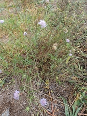 Dipsacoideae