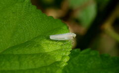 Cofana
