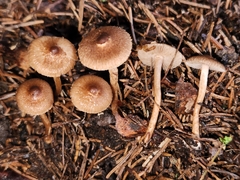 Inocybe minima