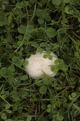 Lycoperdon utriforme