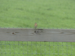 Ammodramus savannarum