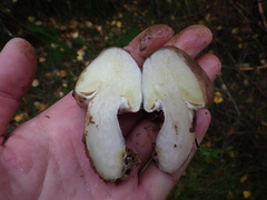 Suillus luteus