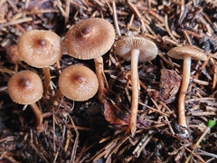 Inocybe minima