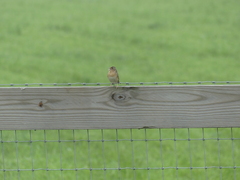 Ammodramus savannarum