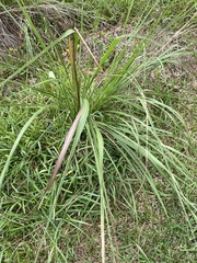 Tripsacum dactyloides