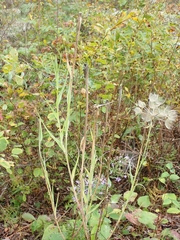 Tragopogon pratensis