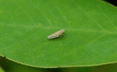 Deltocephalini
