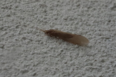Oecetis