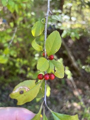 Ilex decidua