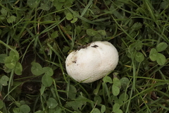 Lycoperdon utriforme