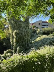 Fallopia baldschuanica