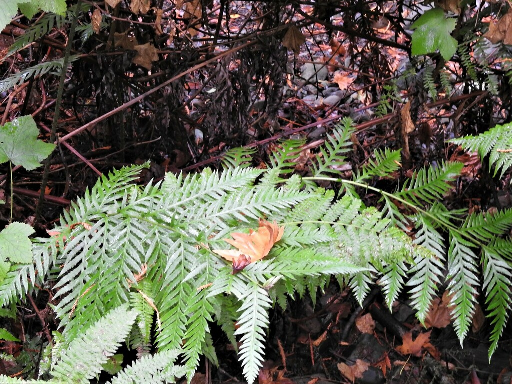 giant chain fern from Mt Tamalpais, California 94941, USA on September ...