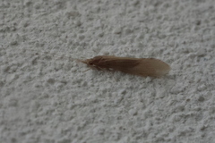 Oecetis