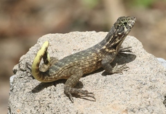 Leiocephalus cubensis