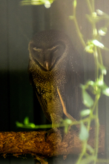 Tyto tenebricosa