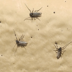 Chironomoidea