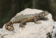 Leiocephalus cubensis