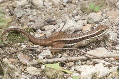 Leiocephalus cubensis