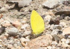 Pyrisitia dina