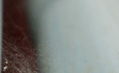 Nephilengys malabarensis