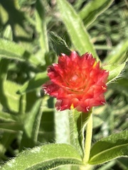 Gomphrena globosa