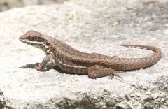 Leiocephalus cubensis