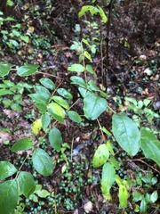 Zanthoxylum americanum