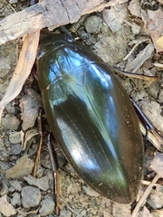 Hydrophilus triangularis