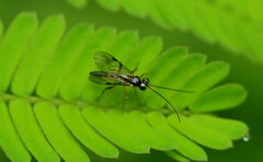 Ichneumonoidea