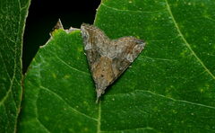 Hypena laceratalis
